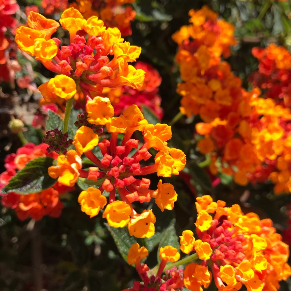 Meet your Posher, Jeannie